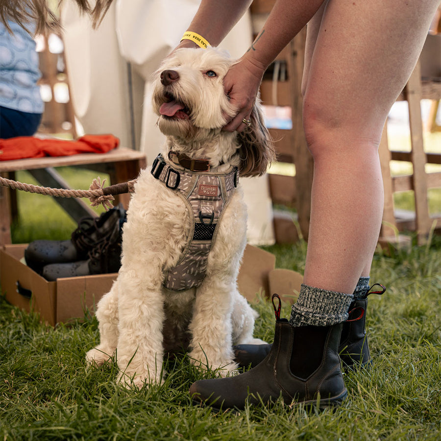 ROYAL LANCASHIRE SHOW X LANX SHOES - 2024